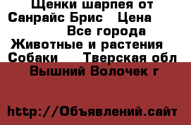 Щенки шарпея от Санрайс Брис › Цена ­ 30 000 - Все города Животные и растения » Собаки   . Тверская обл.,Вышний Волочек г.